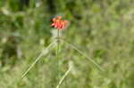 Fewflowered milkweed